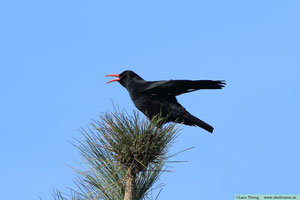 Alpkråka, Pyrrhocorax pyrrhocorax